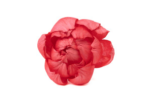 pivoine-sola-flower-m-8.