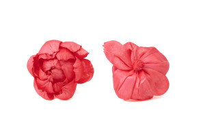 pfingstrose-sola-blume-m-8.