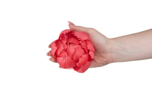 pivoine-sola-flower-m-8.