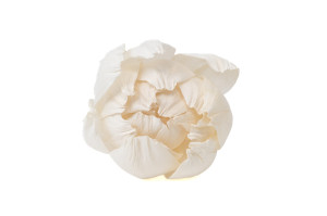 pivoine-sola-flower-m-8