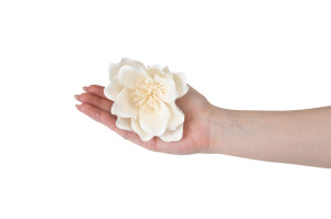 magnolia-sola-flower-8.