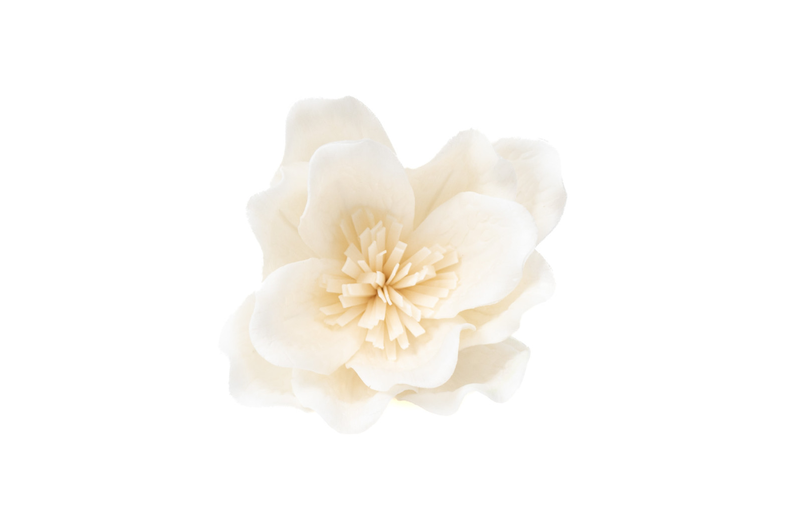 magnolia-sola-flower-8