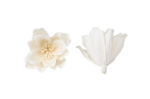 magnolia-sola-flower-8.