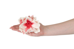 magnolia-sola-flower-8.