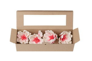 magnolia-sola-flower-8.