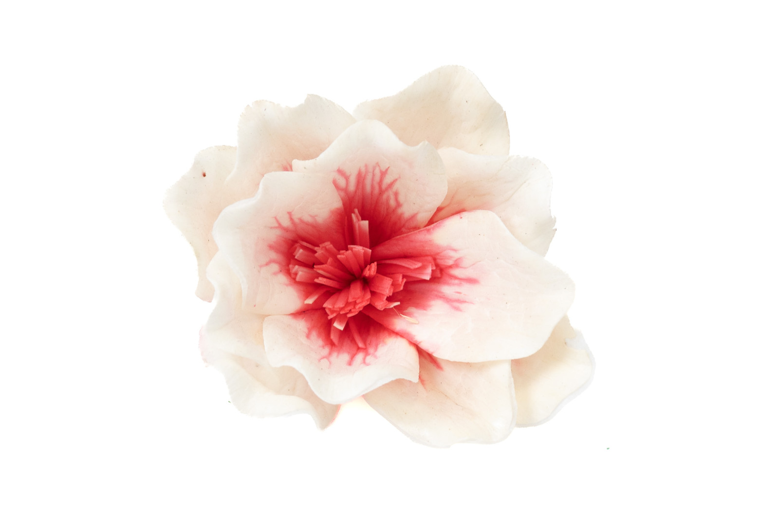 magnolie-sola-blume-8