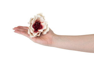 magnolie-sola-blume-8.