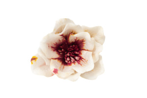 magnolia-sola-flower-8.