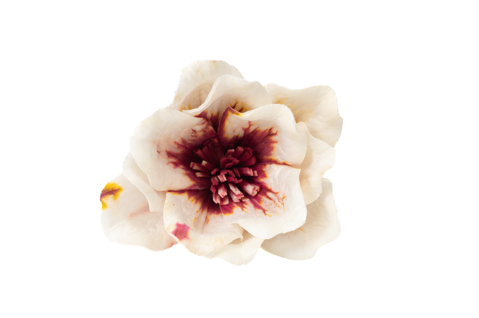 magnolie-sola-blume-8