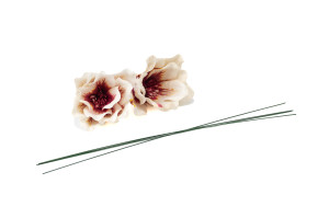 magnolie-sola-blume-8.