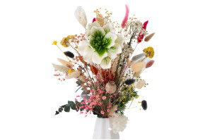 magnolia-sola-flower-8.