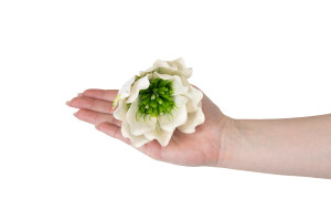 magnolia-sola-flower-8.