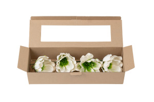 magnolie-sola-blume-8.