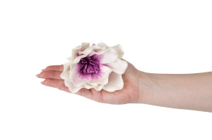 magnolie-sola-blume-8.