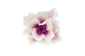 magnolie-sola-blume-8.