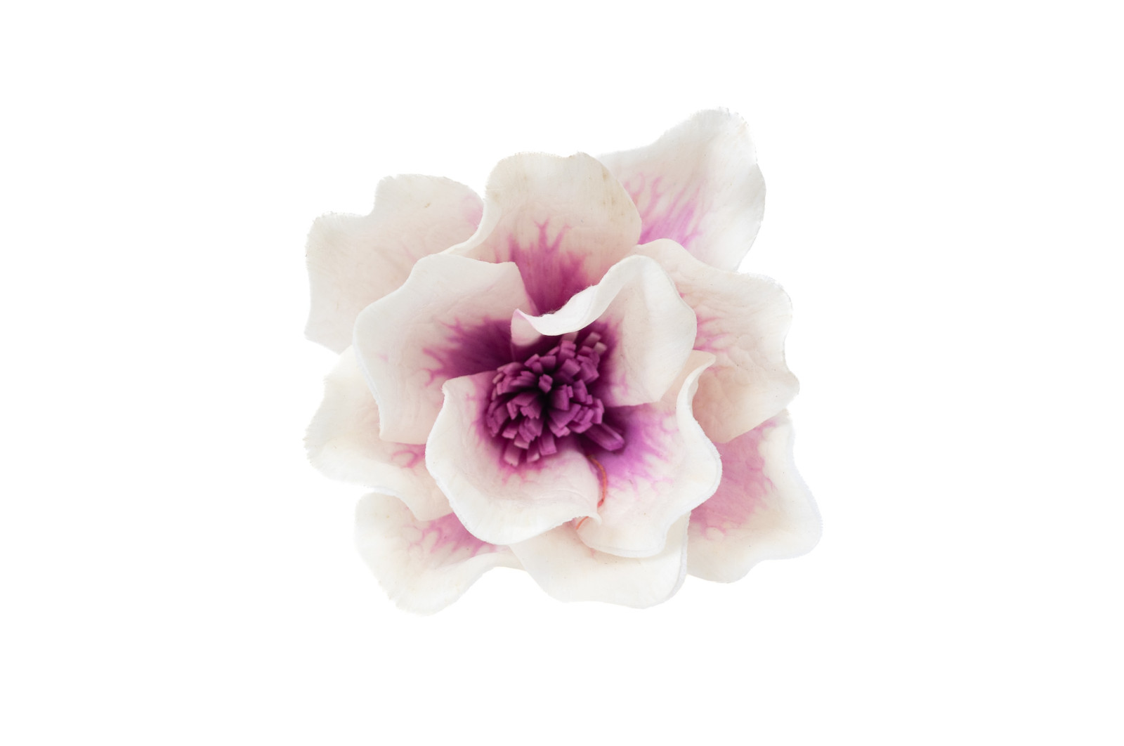 magnolia-sola-flower-8