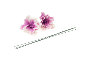 magnolia-sola-flower-8.