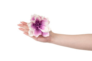 magnolia-sola-flower-8.