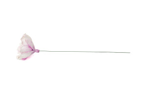 magnolia-sola-flower-8.