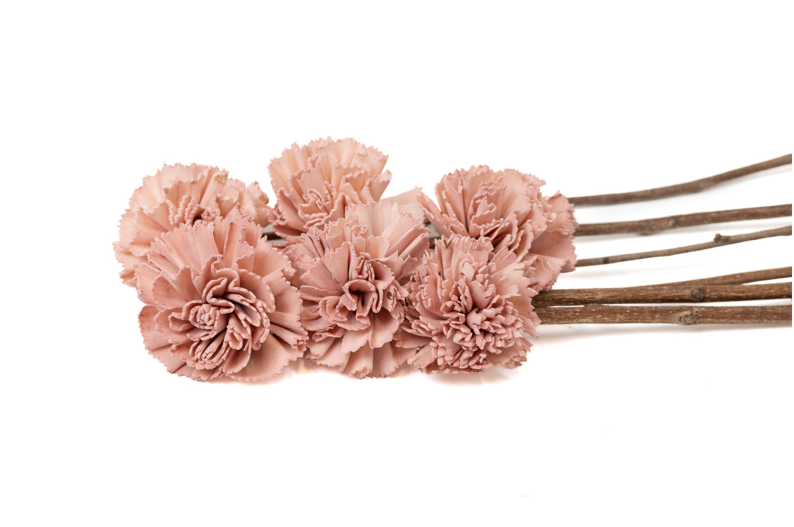 carnation-sola-flower-m-29