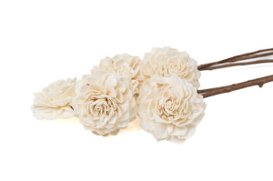 dahlie-sola-blume-l-29.