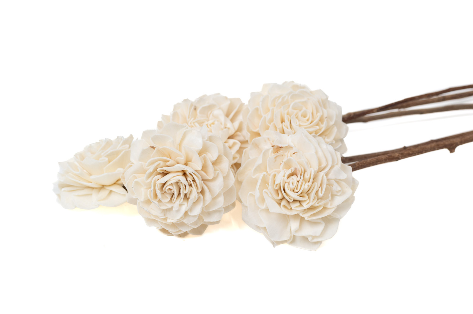 dahlie-sola-blume-l-29