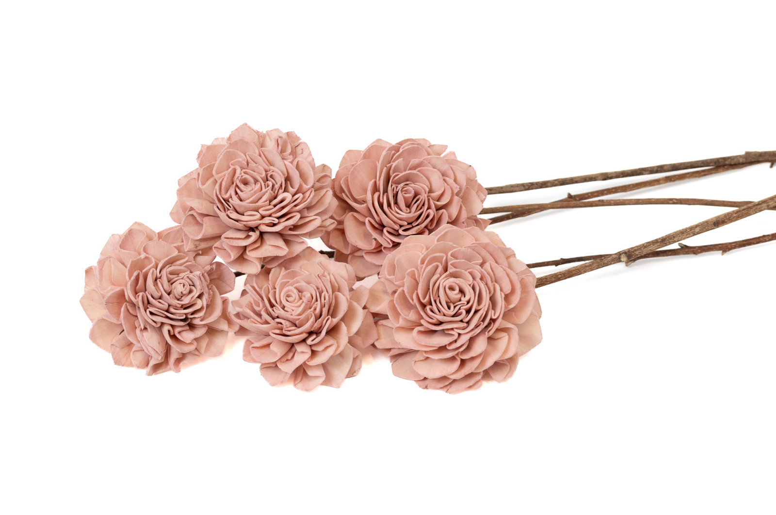 dahlia-sola-flower-l-29