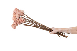 carnation-sola-flower-m-29.