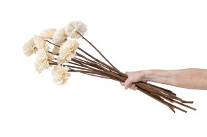 dahlie-sola-blume-l-29.