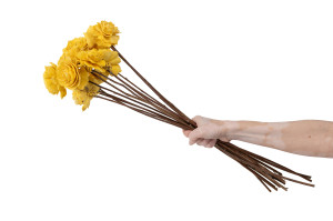 cabbage-rose-sola-blume-m-29.