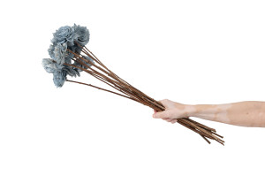 cabbage-rose-sola-blume-m-29.