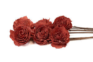 cabbage-rose-sola-blume-l-29.