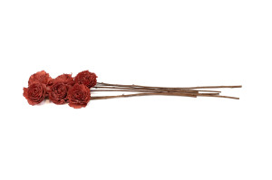 cabbage-rose-sola-blume-l-29.