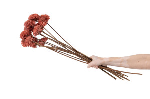 chrysanthemum-sola-flower-m-29.