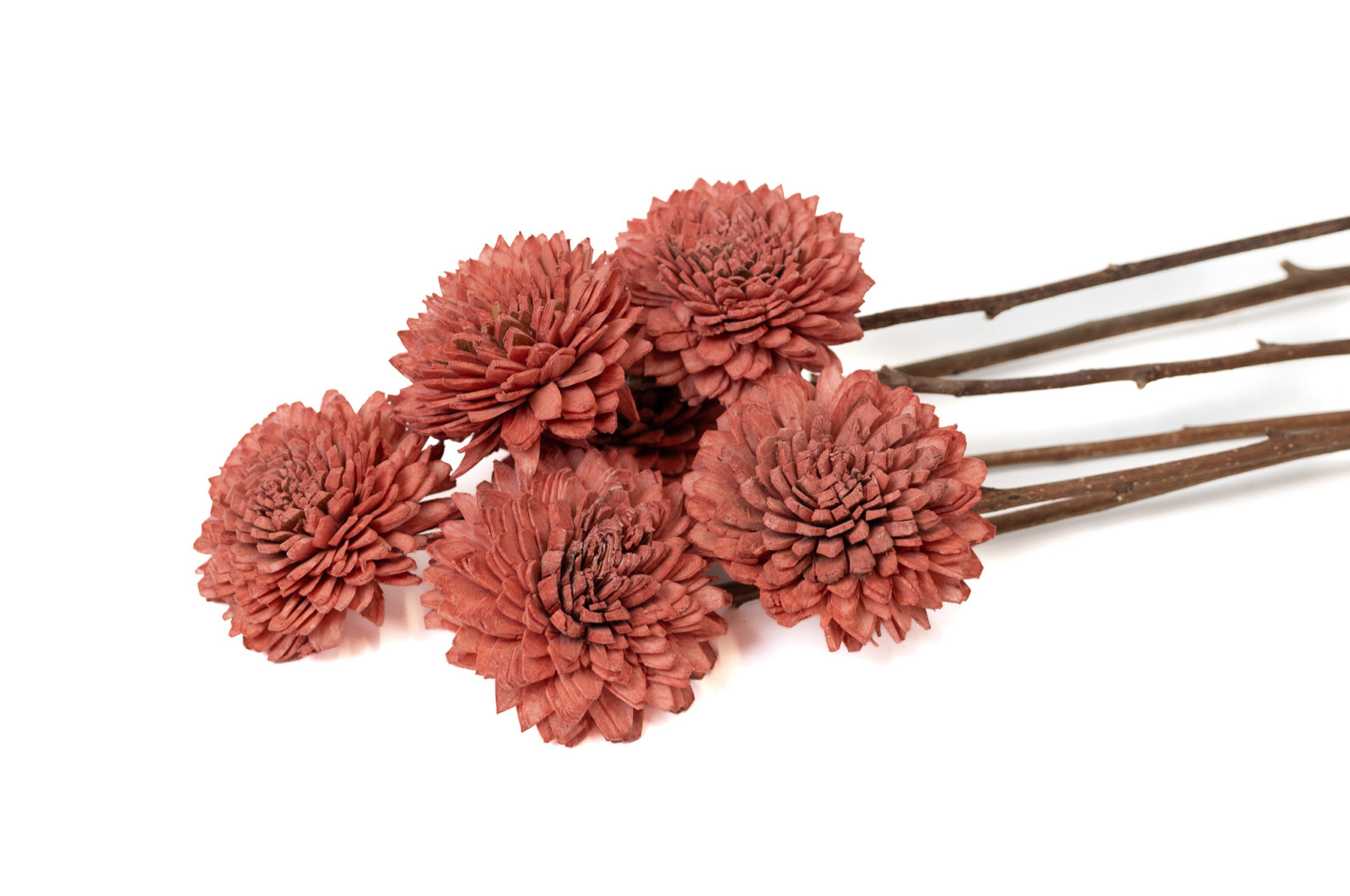 chrysantheme-sola-blume-m-29