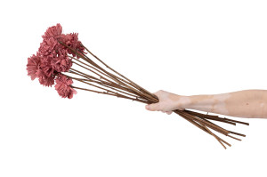 cridahlia-sola-flower-l-29.