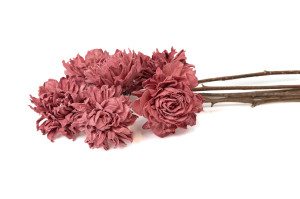 cridahlie-sola-blume-l-29