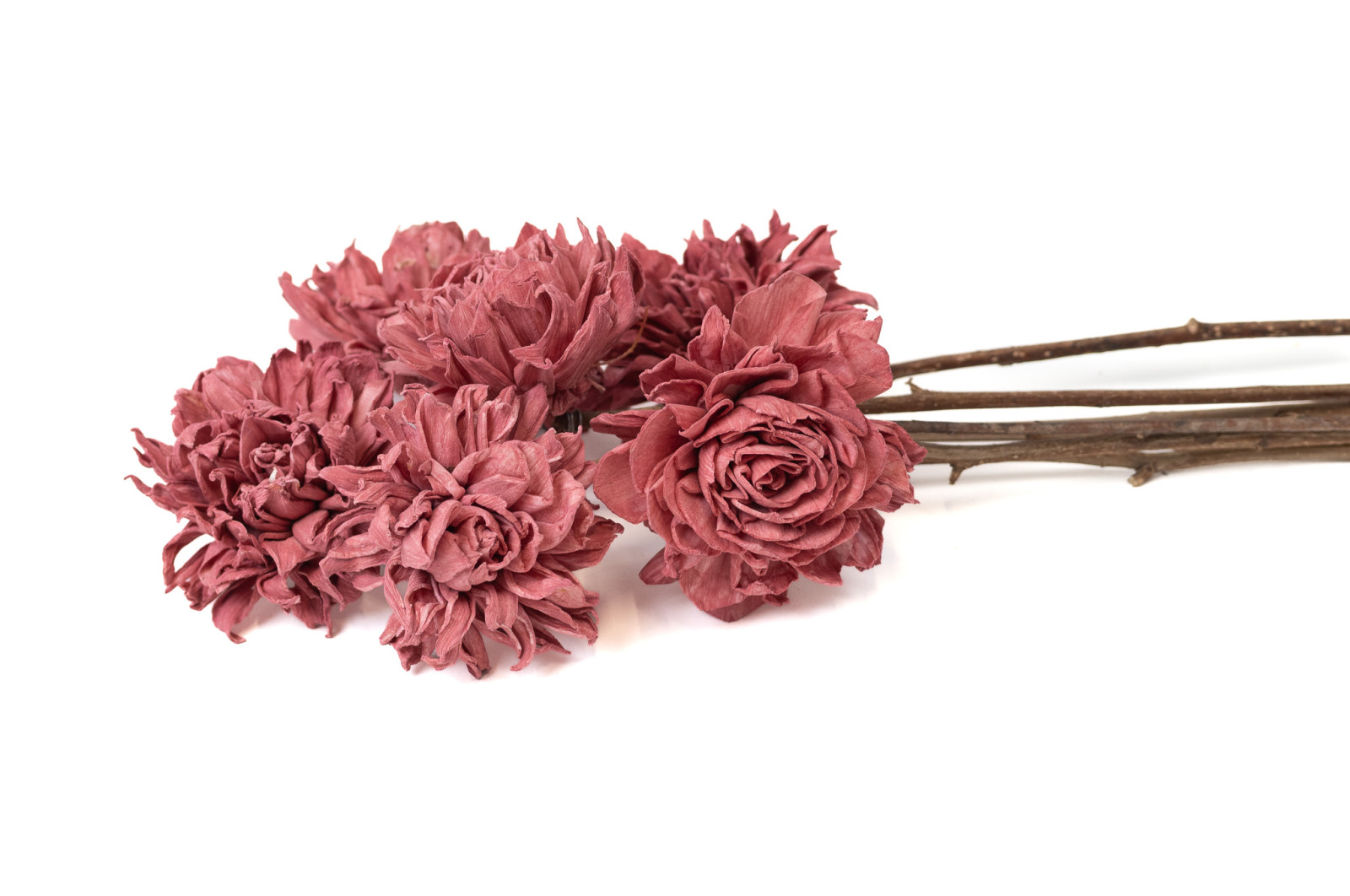 cridahlie-sola-blume-l-29