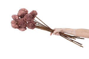 schoenheitsrose-sola-blume-l-29.