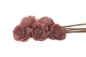 schoenheitsrose-sola-blume-l-29.