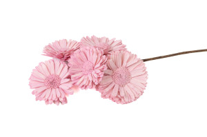 spray-gerbera-sola-blume-29.