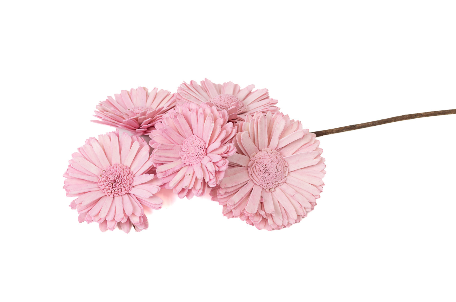 spray-gerbera-sola-blume-29