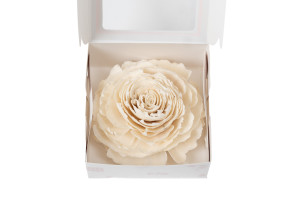 kohlrose-auf-sockel-sola-blume-29.