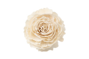 cabbage-rose-on-base-sola-flower-29.