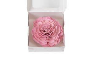 cabbage-rose-sur-socle-sola-flower-29.