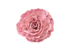 cabbage-rose-sur-socle-sola-flower-29