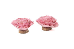 kohlrose-auf-sockel-sola-blume-29.