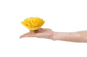 cabbage-rose-on-base-sola-flower-29.