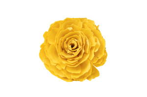 cabbage-rose-sur-socle-sola-flower-29.