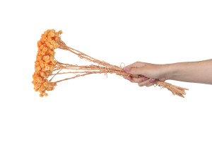 getrocknete-unsterblich-18.